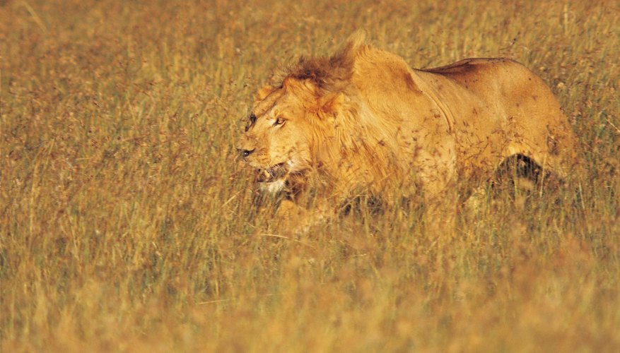 Aslan the lion represented Christ in Lewis's Narnia series.