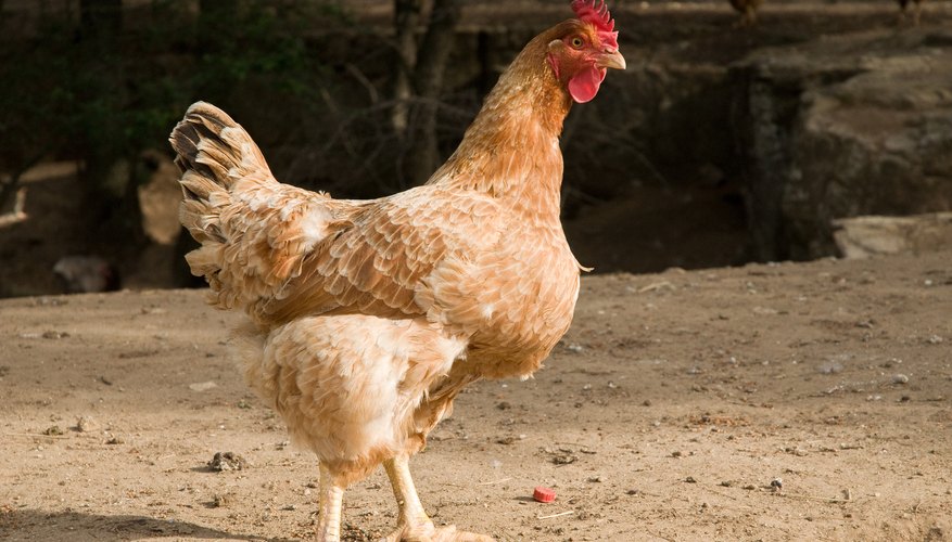 The modern domestic chicken is a descendent of the red jungle fowl.