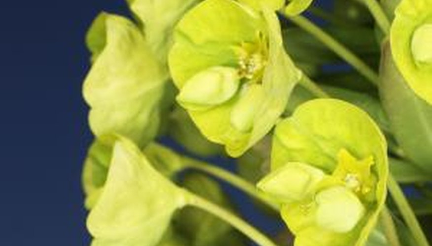 Euphorbia Esula, or leafy spurge, is a tough, hardy invasive plant.