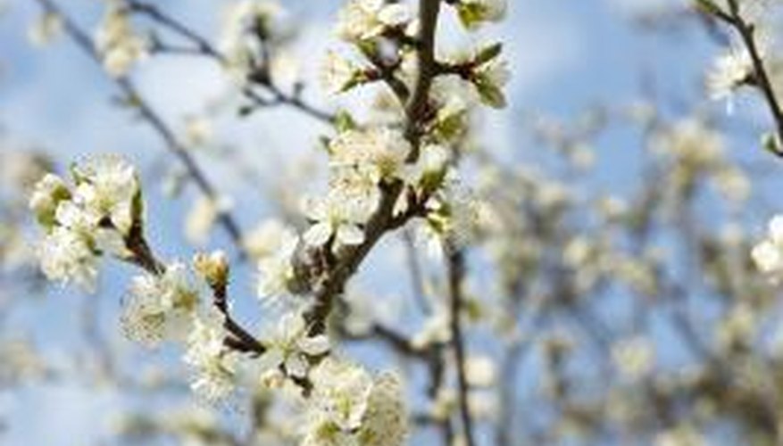 You can identify an ornamental pear by the sickenly sweet smell of the blooms.