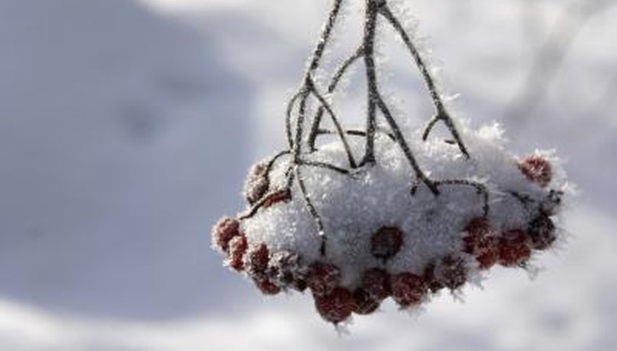 Mountain ash berries are non-toxic to dogs.