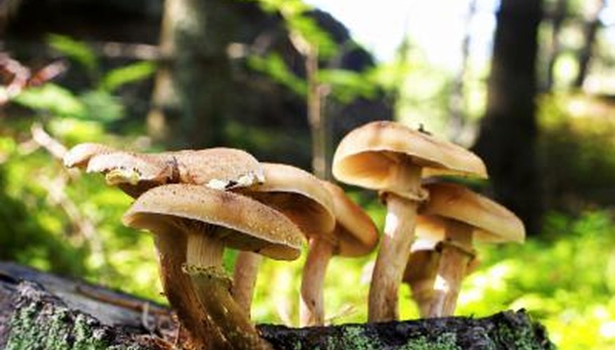 Wild mushrooms can be poisonous.