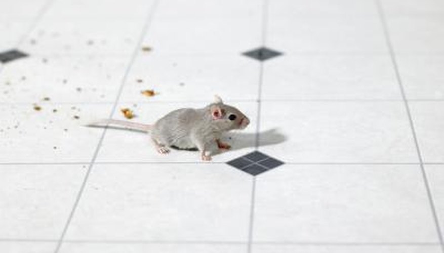 Mice are repelled by some spicy and pungent odours.
