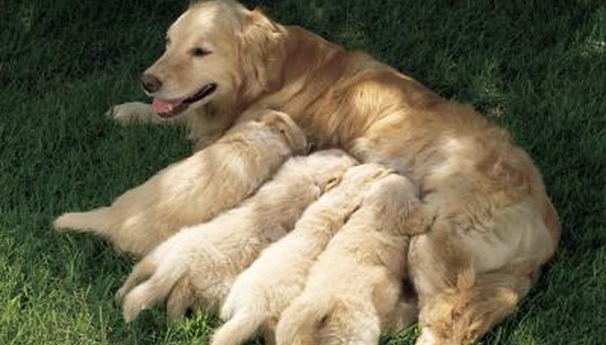 The dilation stage of a dog's labour lasts 16 to 18 hours.