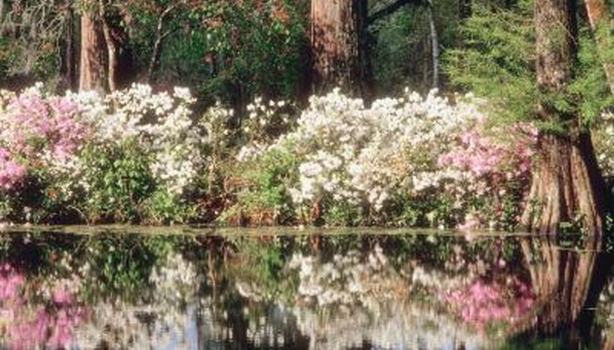 Some types of magnolia have a more shrublike growth habit.