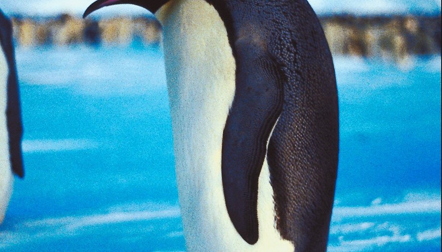 emperor penguins predators