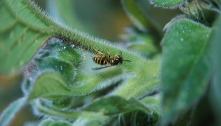 Animal and plant interactions are variables in ecosystems.