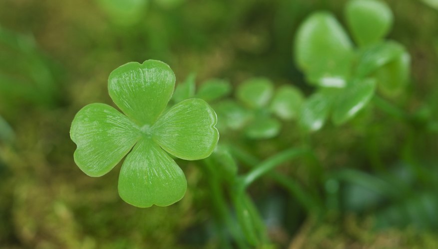 lucky