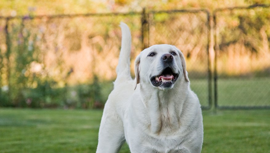 The doggy day care code of ethics ensures every guest enjoys a safe and fun experience.