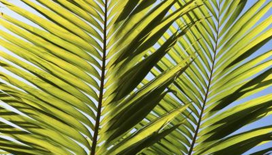 Palm fronds are frequent targets of disease.