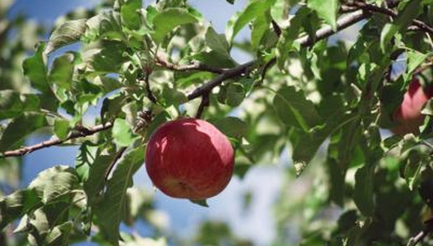 Apples fall early for a variety of reasons.