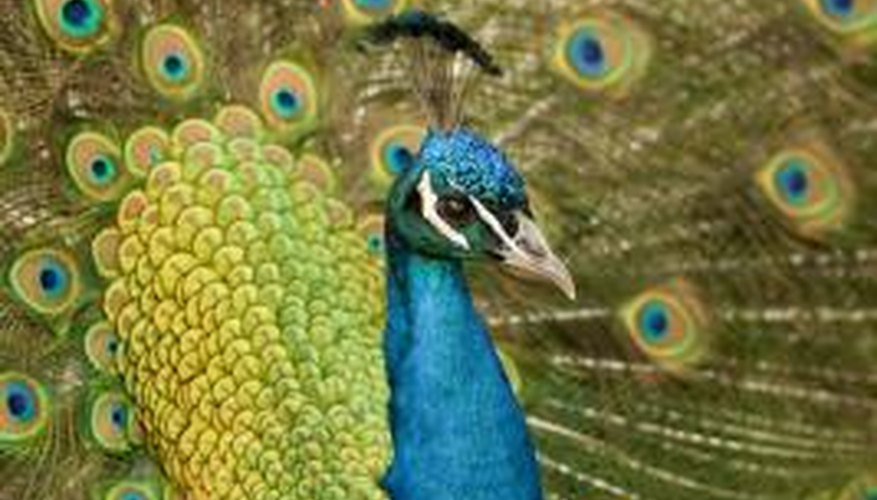 It is easy to tell the gender of adult peafowl; it is harder to tell the gender of chicks.