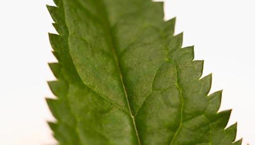 Save your skin by avoiding the nettle's jagged leaves.