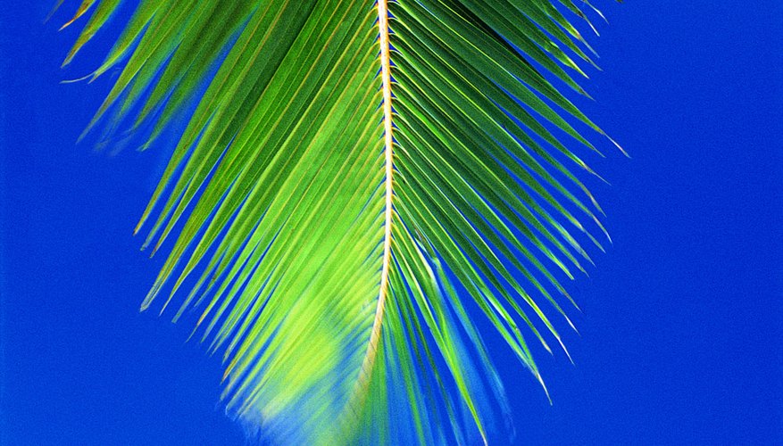 Waving a palm frond can be a fun way to learn about Luke 19.