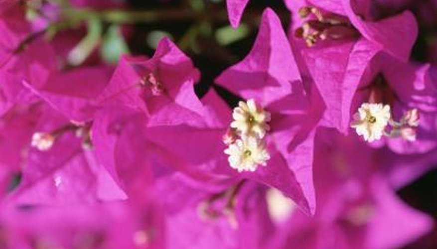 Bougainvillea cannot tolerate prolonged frost.