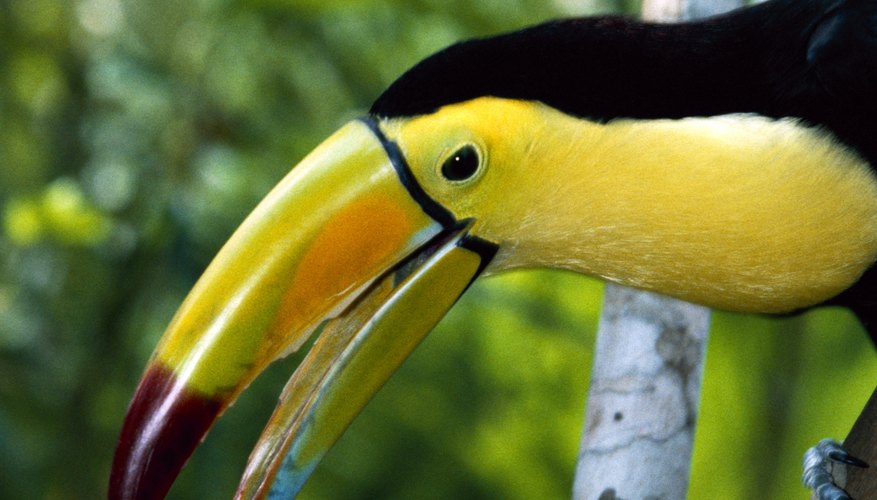 There is potential for ecotourism to alleviate high rates of deforestation in the tropics.