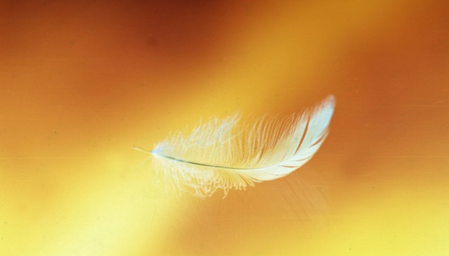 Dandelion-like down feathers don't have sharp quills present in other feathers.