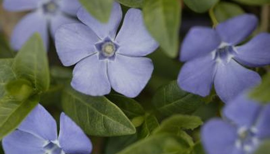 Forget-me-not flowers bloom in gardens through most of the spring season.