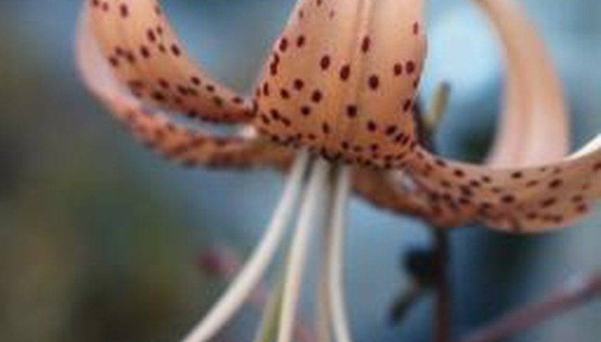 Tiger lilies now come in soft colours such as coral as well as the usual orange.