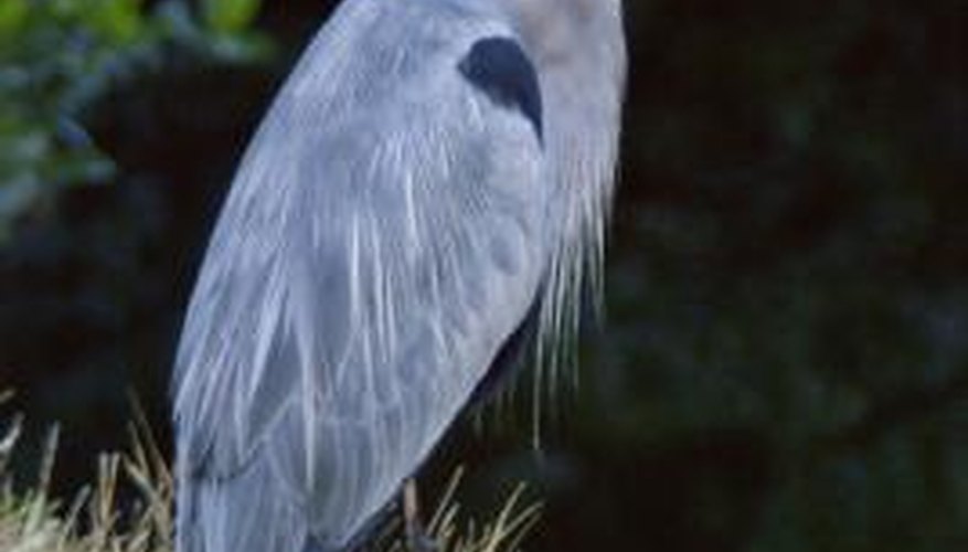 The blue heron can be seen throughout the coastal United States and Canada.