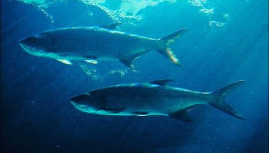 Photo Credit: Jupiterimages/Photos.com/Getty Images Tarpon regularly feed in estuaries in the southeastern U.S.