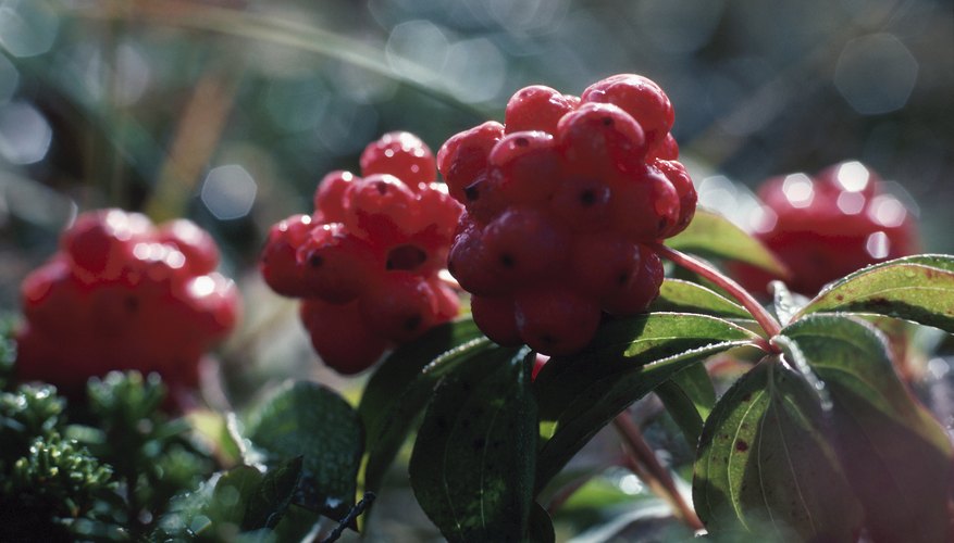 Sambucus nigra - elderberry