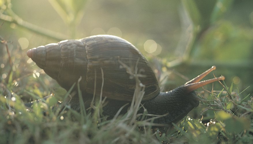 What Do Snails Need to Live? | Sciencing