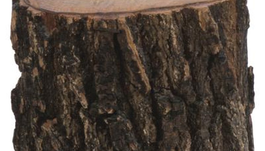 Find a tree trunk with the right size, shape and colour for your particular project.