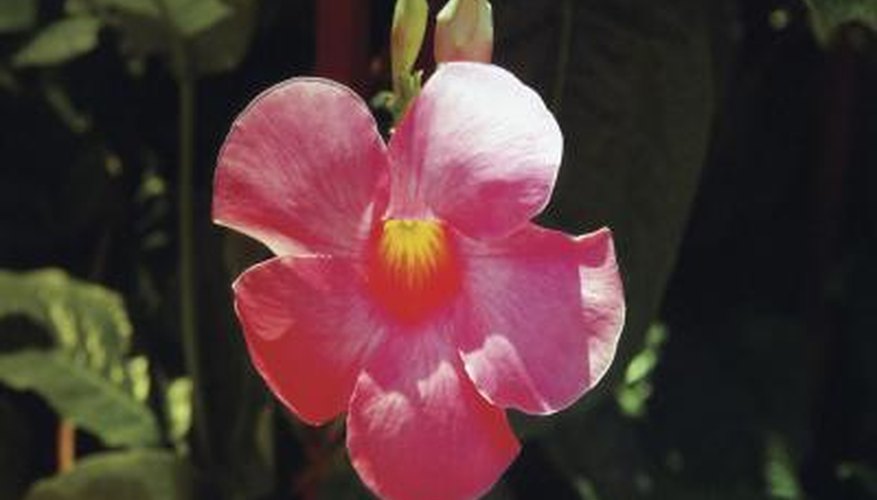 The mandevilla vine or dipladenia does well in hanging baskets.