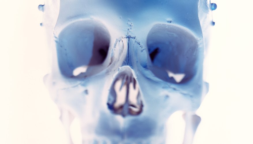 Cheekbones play a major role in the appearance and aging of the human face.