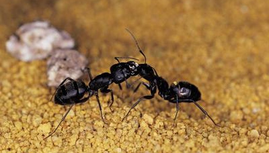 Piles of dead ants are usually left by carpenter ants.