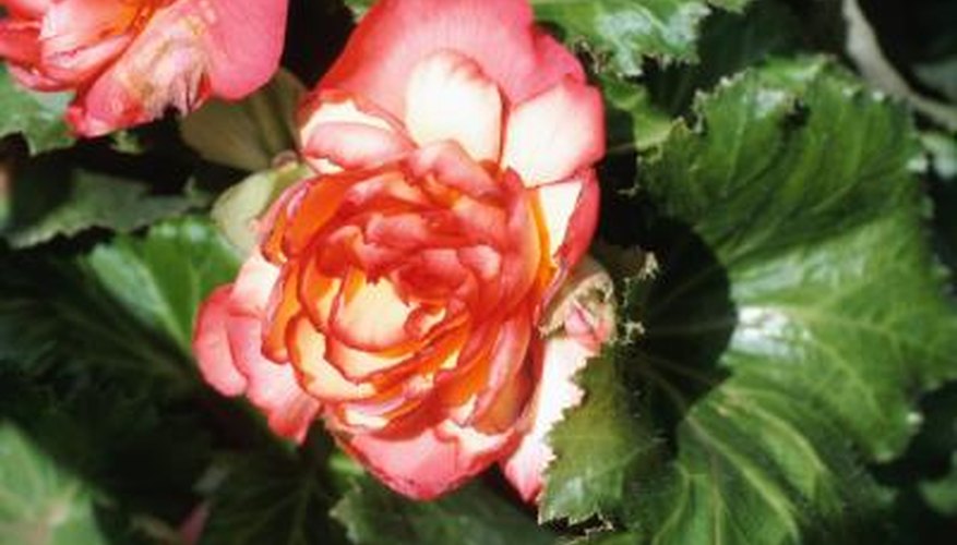 There are many different forms and colours of tuberous begonias.