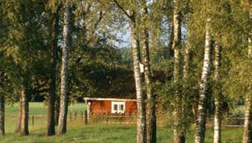 Silver birches cast light, airy shade.