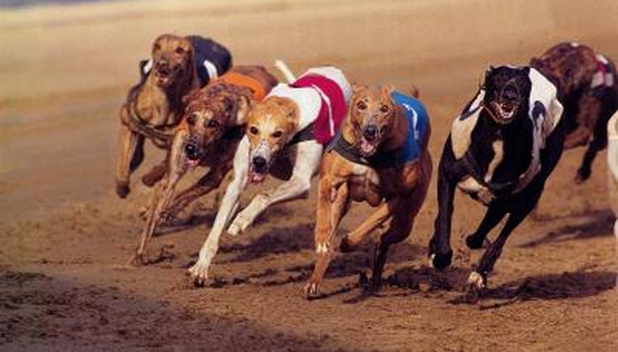 Exposure to diseases is common among racing greyhounds.