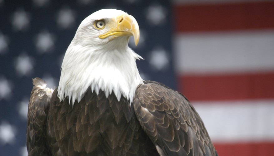 Bald eagle in front of an American flag.