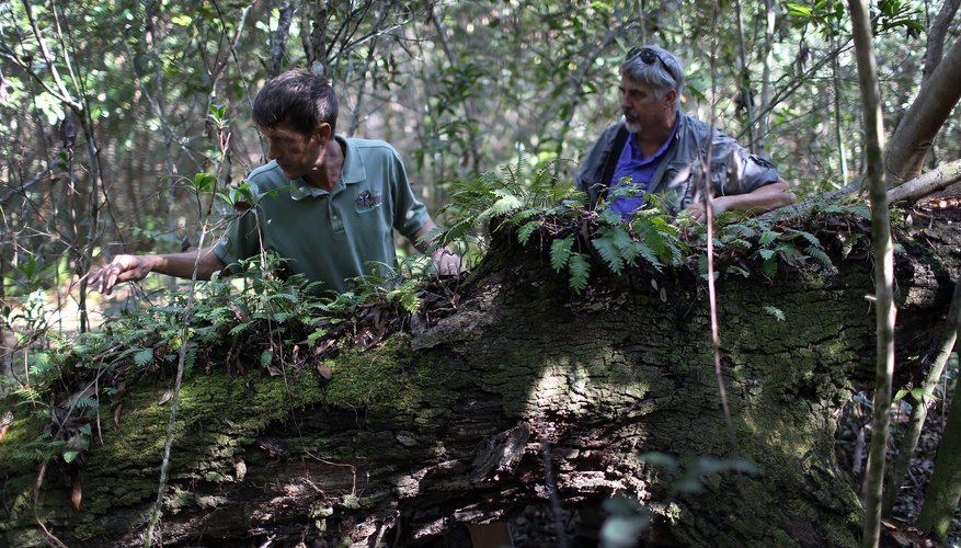 Two botanists observing plants in the Everglades.