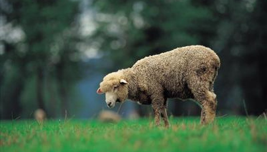 Bloat is a potentially lethal medical condition in sheep that can occur very suddenly.