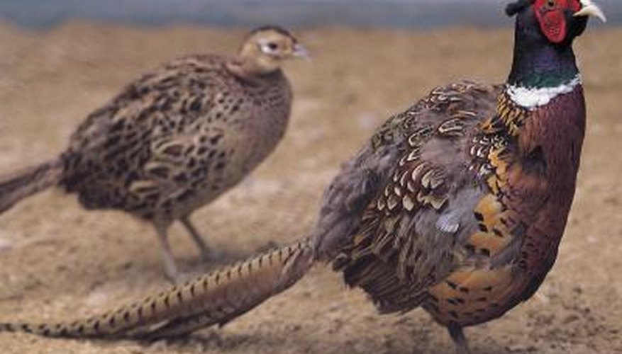 You can use pheasant feathers as a craft material.