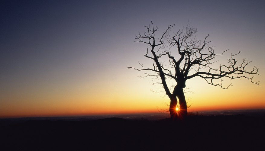 Oak trees were sacred to the Druids.
