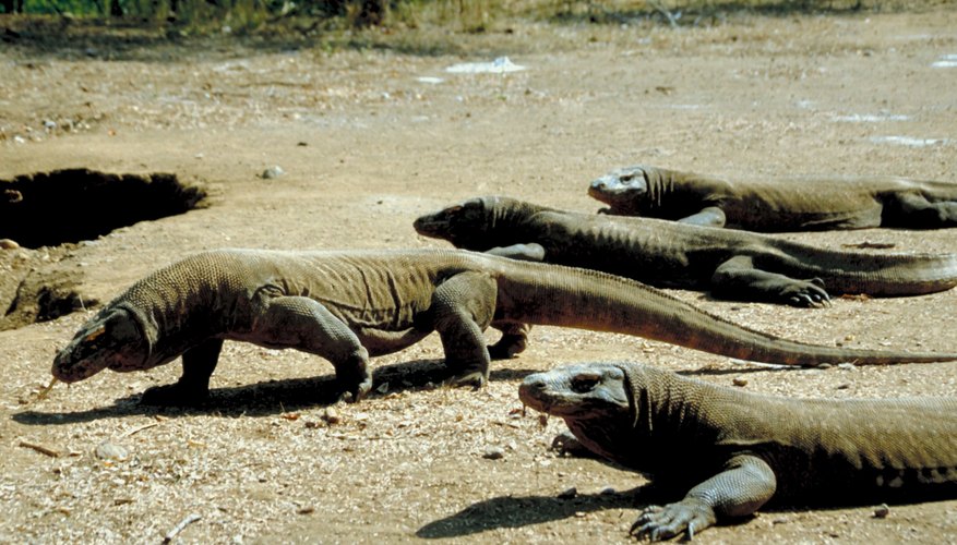 Komodo dragons are the world's largest living lizards.