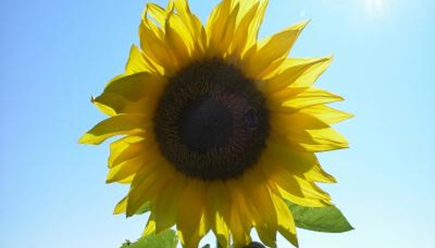 The tallest recorded sunflower grew to around 8 m (26 feet).