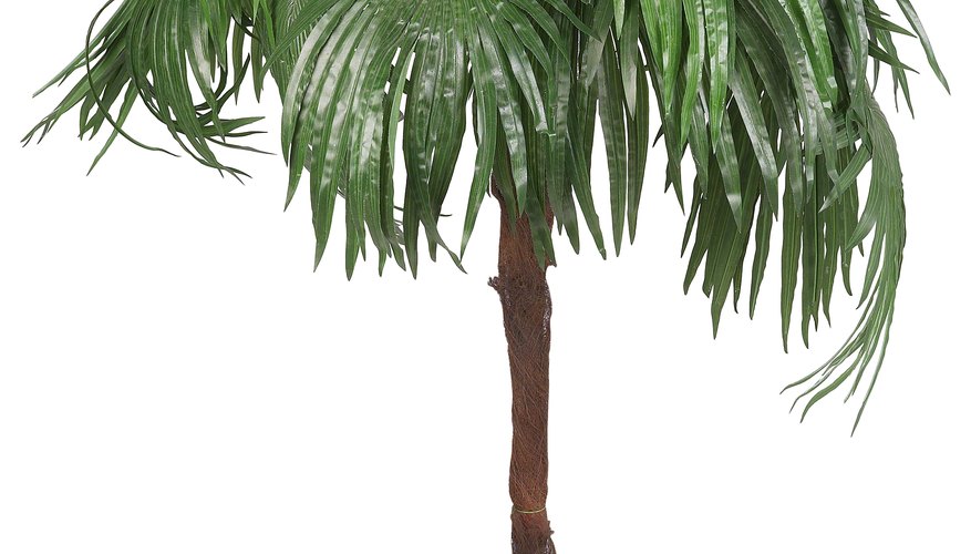 Repot a palm with yellowing leaves.