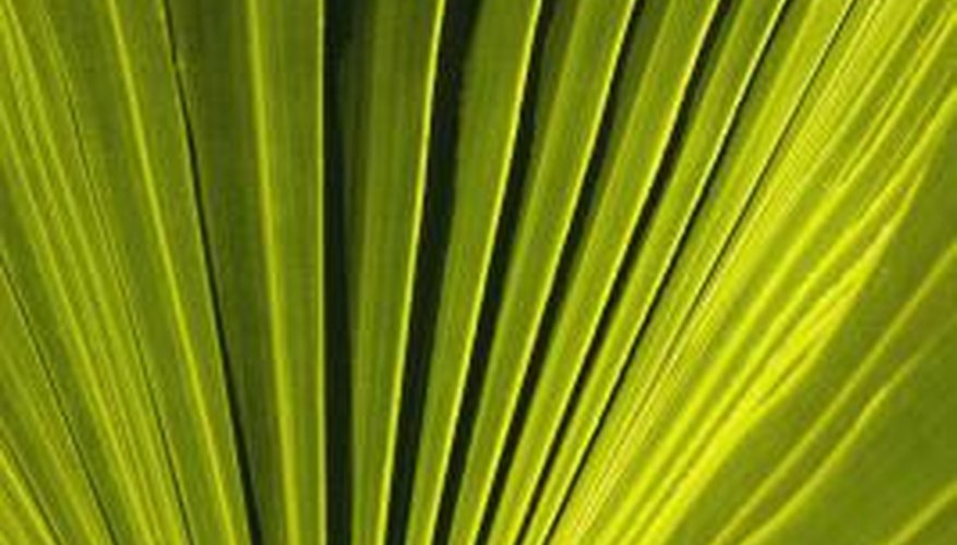 Preserve fronds that are at their peak of appearance.