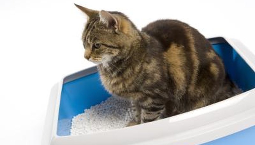 Cat litter should never be flushed down a toilet.