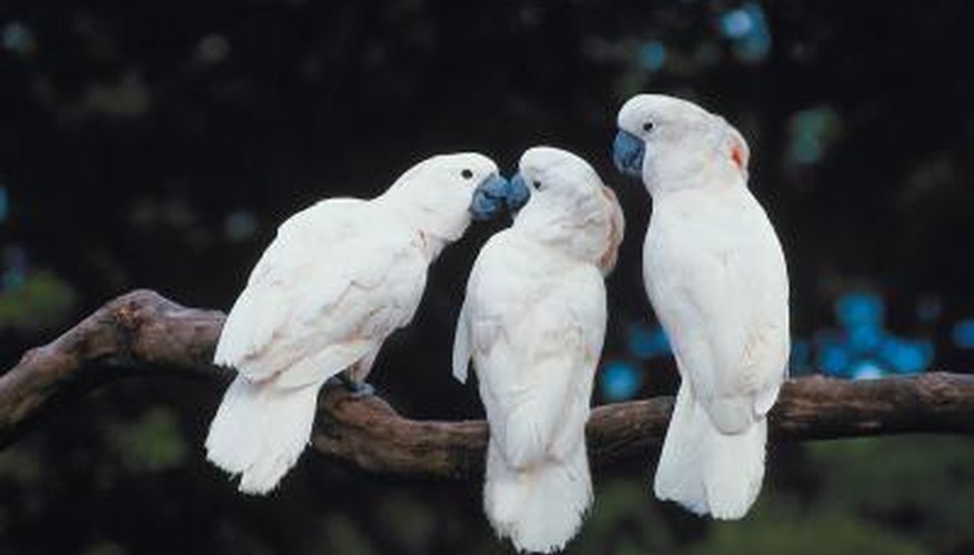It is impossible to pinpoint exactly the age of a cockatoo.