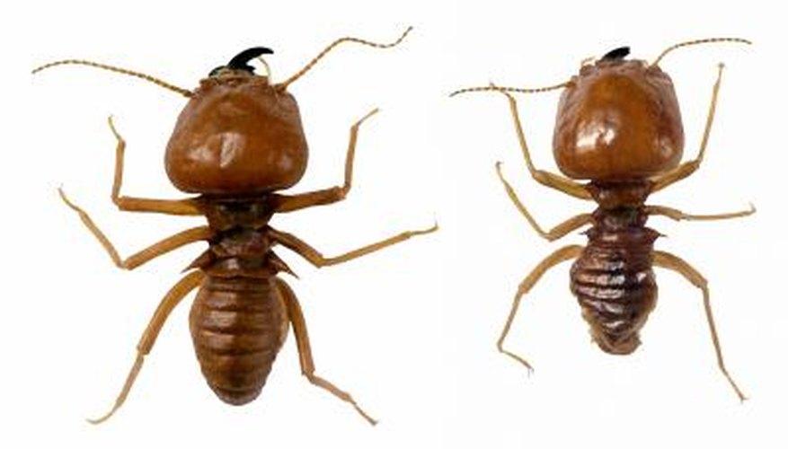 Most termites are eyeless.