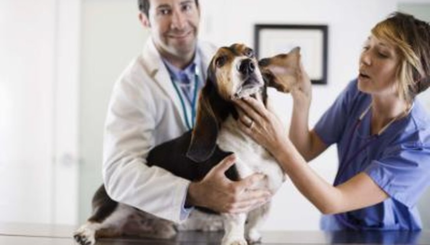 A vet can help with getting a bug out of Fido's ear.