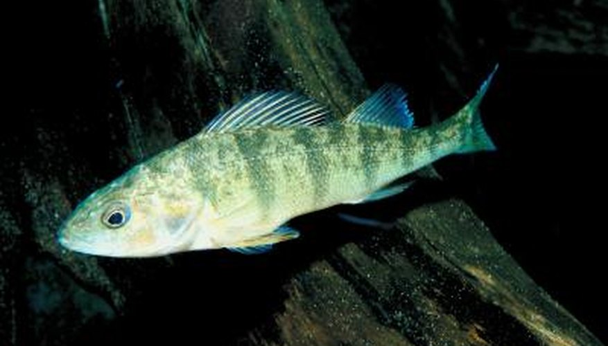 A yellow perch swims past some wood.