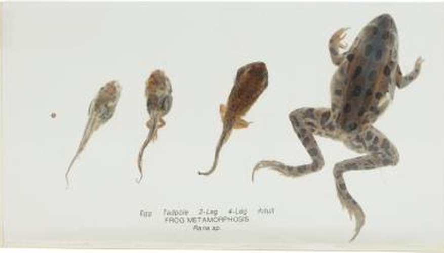 Frog eggs hatch into tadpoles, which metamorphose into frogs.