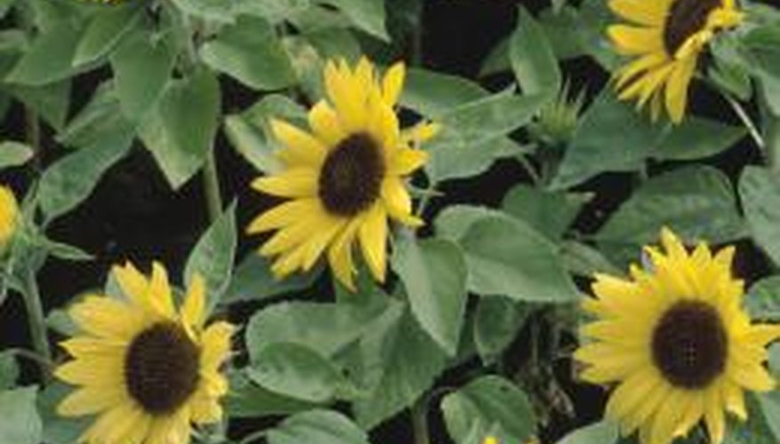 Sunflowers may be plagued by diseases turning the leaves black and ugly.